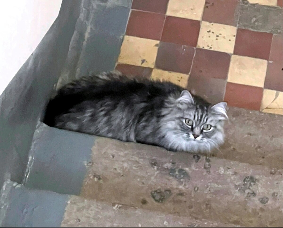 Кот сидел, вжавшись в ступени лестницы