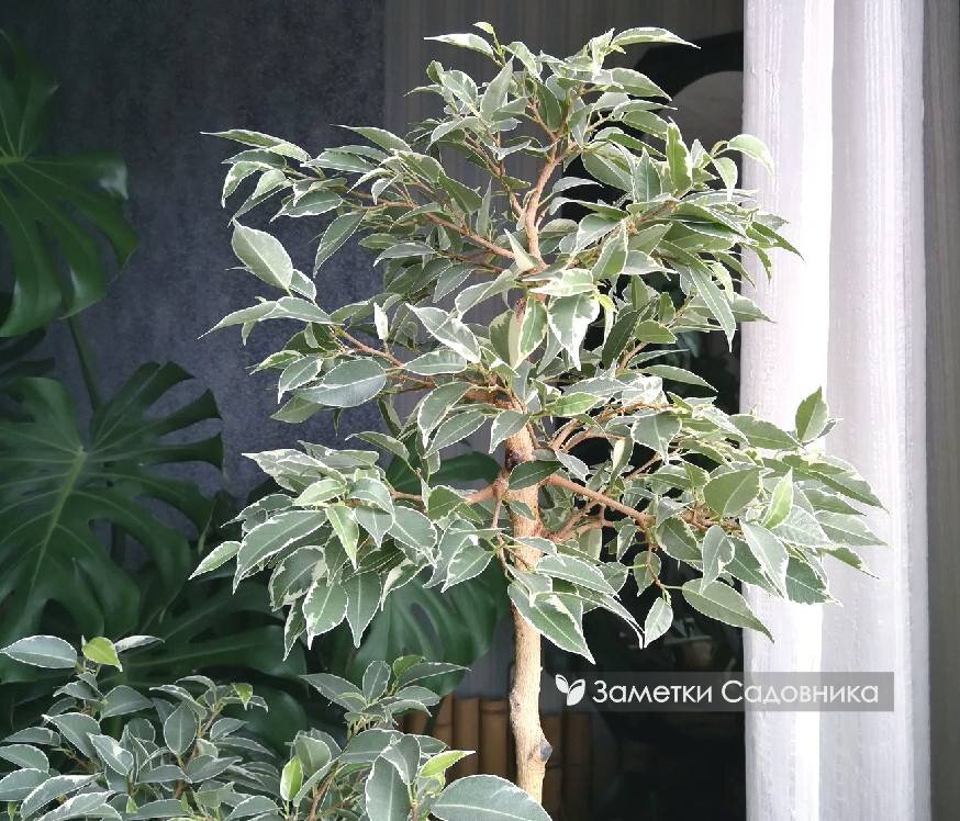 Высокий фикус стоит на полу у окна, получает много света