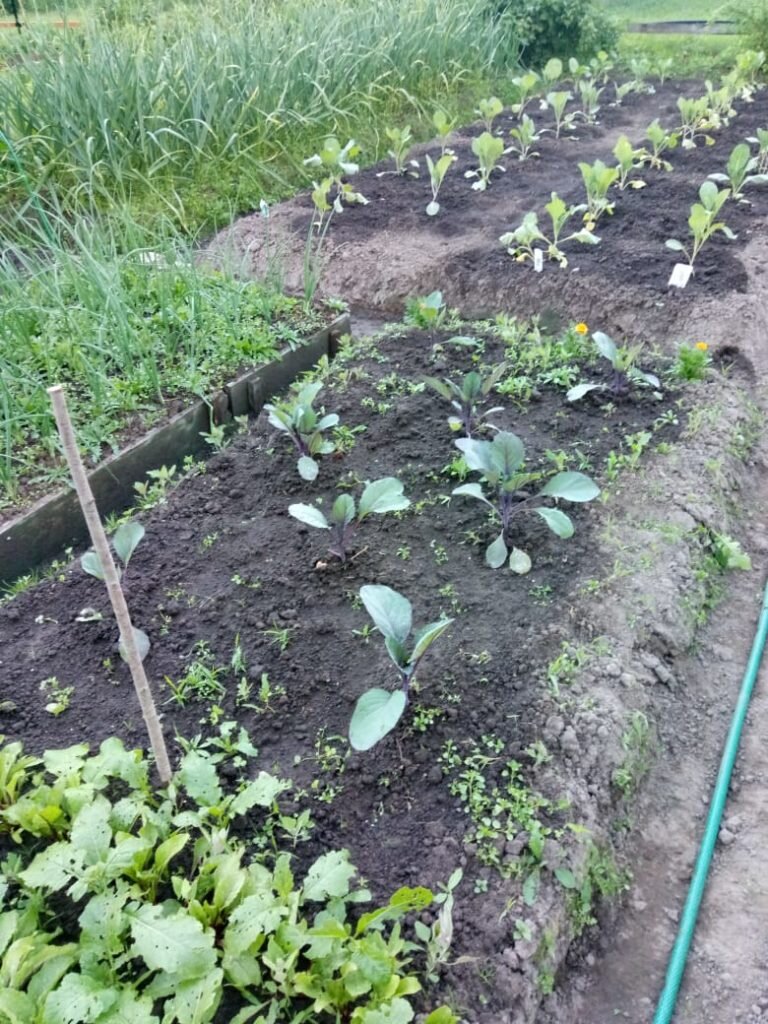 Подходящие соседи для капусты