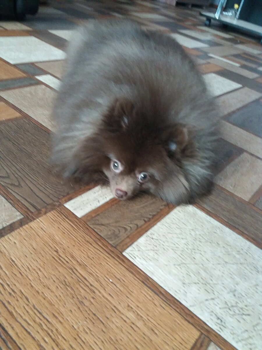 Очень красивая пушистая, шоколадная Леди!