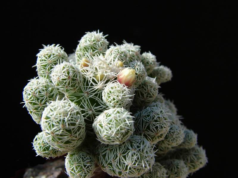 Цветки бледно-желтые с розоватой или коричневатой полоской, в длину до семнадцати миллиметров, появляются осенью.Маммиллярия стройная (Mammillaria gracilis, маммилярия грацилис) хорошо растет в домашних условиях и регулярно обильно цветет.. фото из открытых источников. 