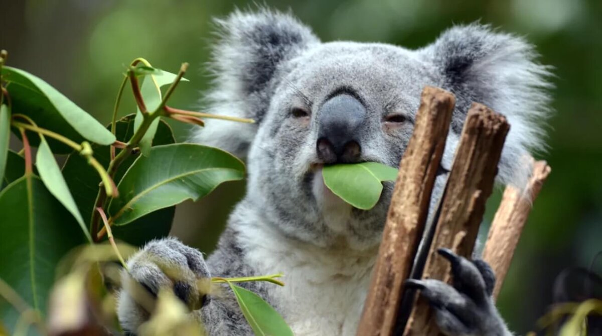    Ученые нашли частицы золота в самом неожиданном месте — листьях эвкалипта