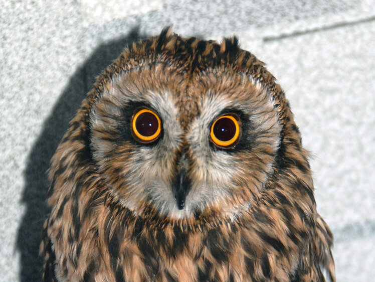     Фото Елена Минашкина/Московский комсомолец