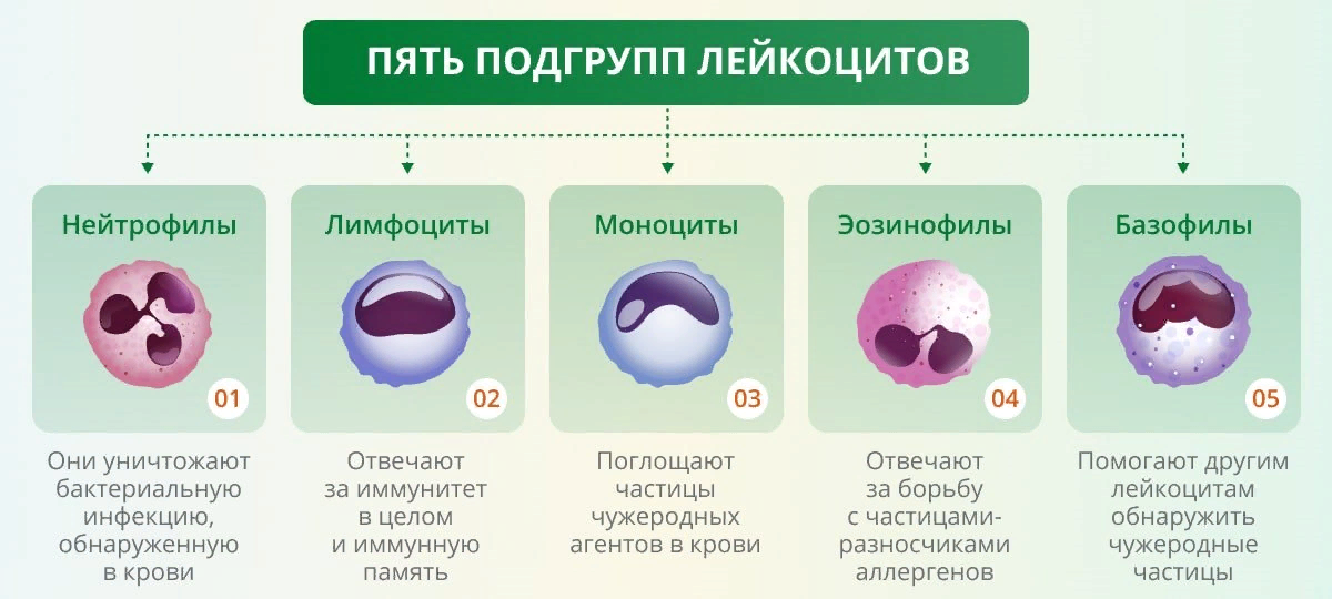 Опять из интернета. :) Немножко в этой табличке забыли о том, что лимфоциты - это наша противовирусная защита. :( Вот так интернету доверять ... :)