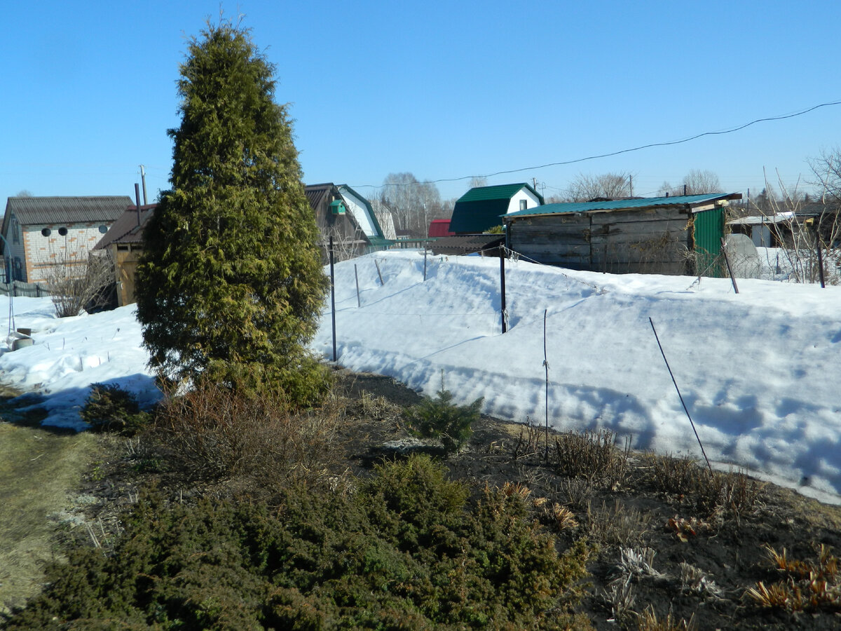 В нижней части участка еще много снега 
