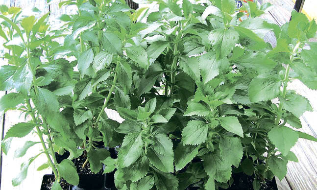 Как выглядит стевия растение фото и описание 50pcs Stevia Rebaudiana SweetLeaf Nature Sugar Substitute Flower Plant Seeds for