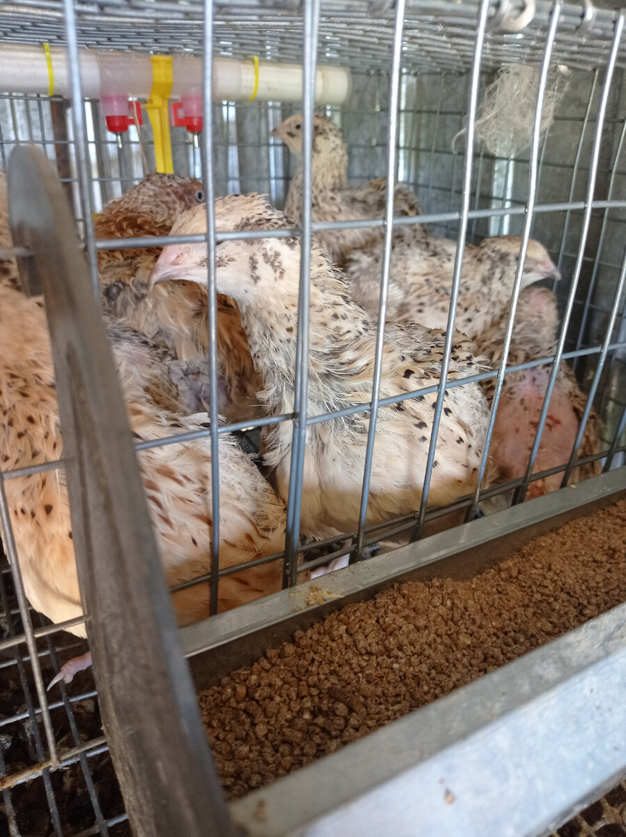 Феникс Золотистый. Одна из любимых пород перепёлок. 