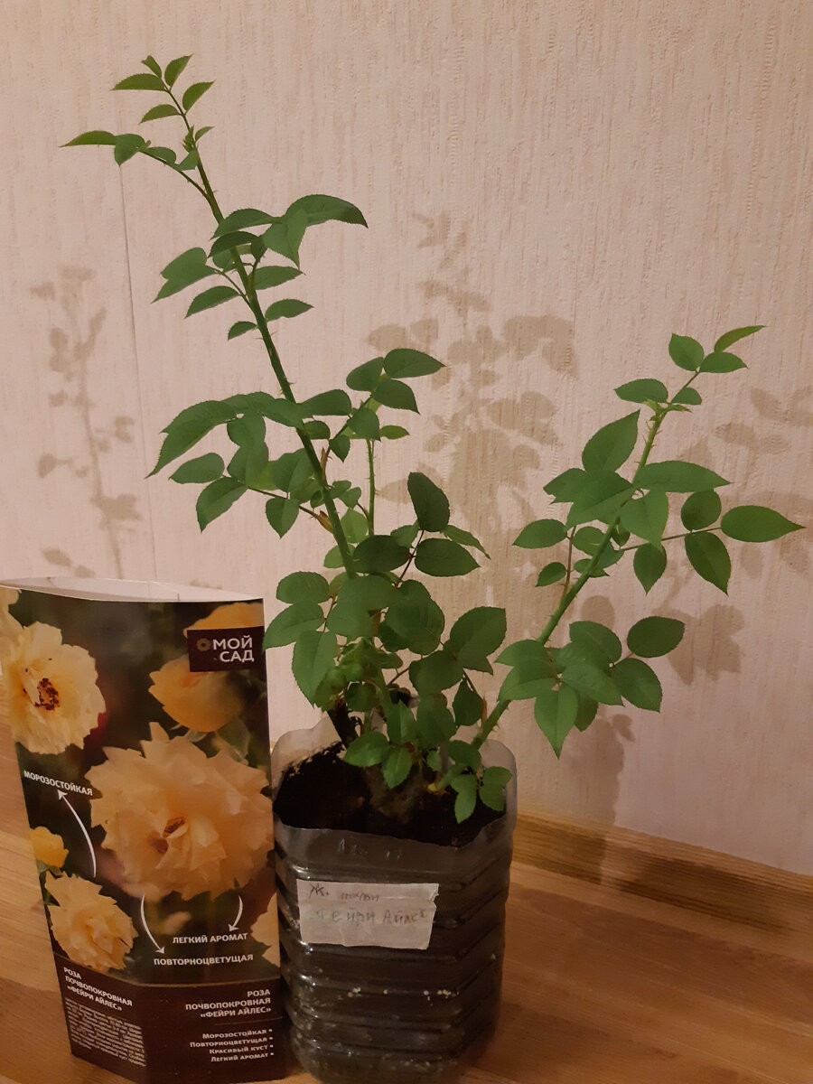 Одна из них - Фейри Айлес