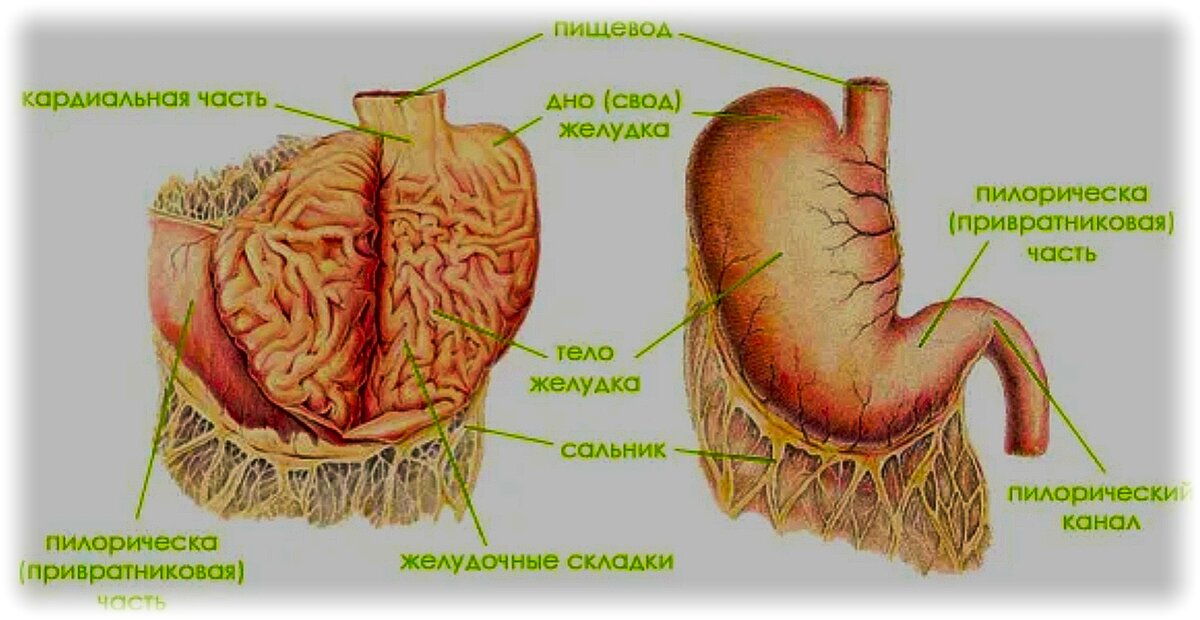 Болезни пищевода