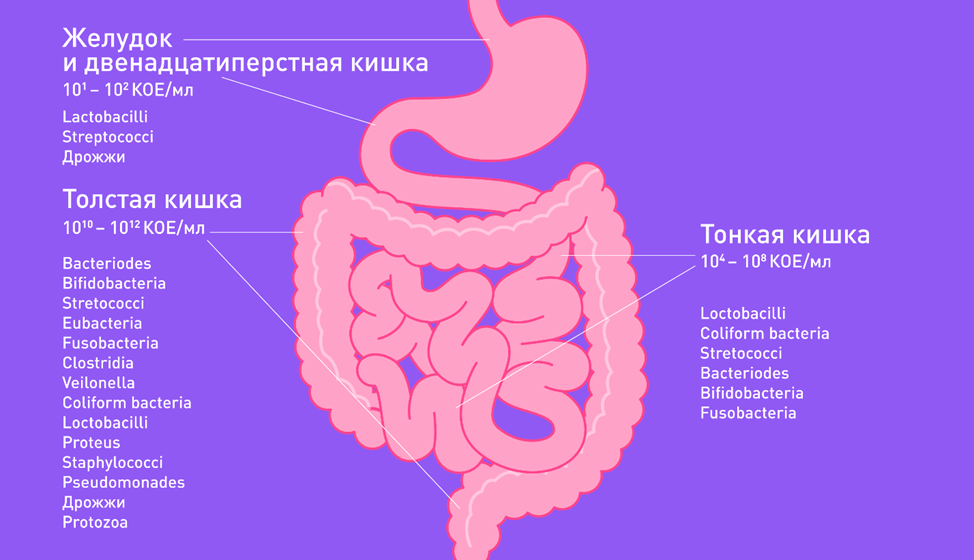 В нашем кишечнике живет большое количество микроорганизмов