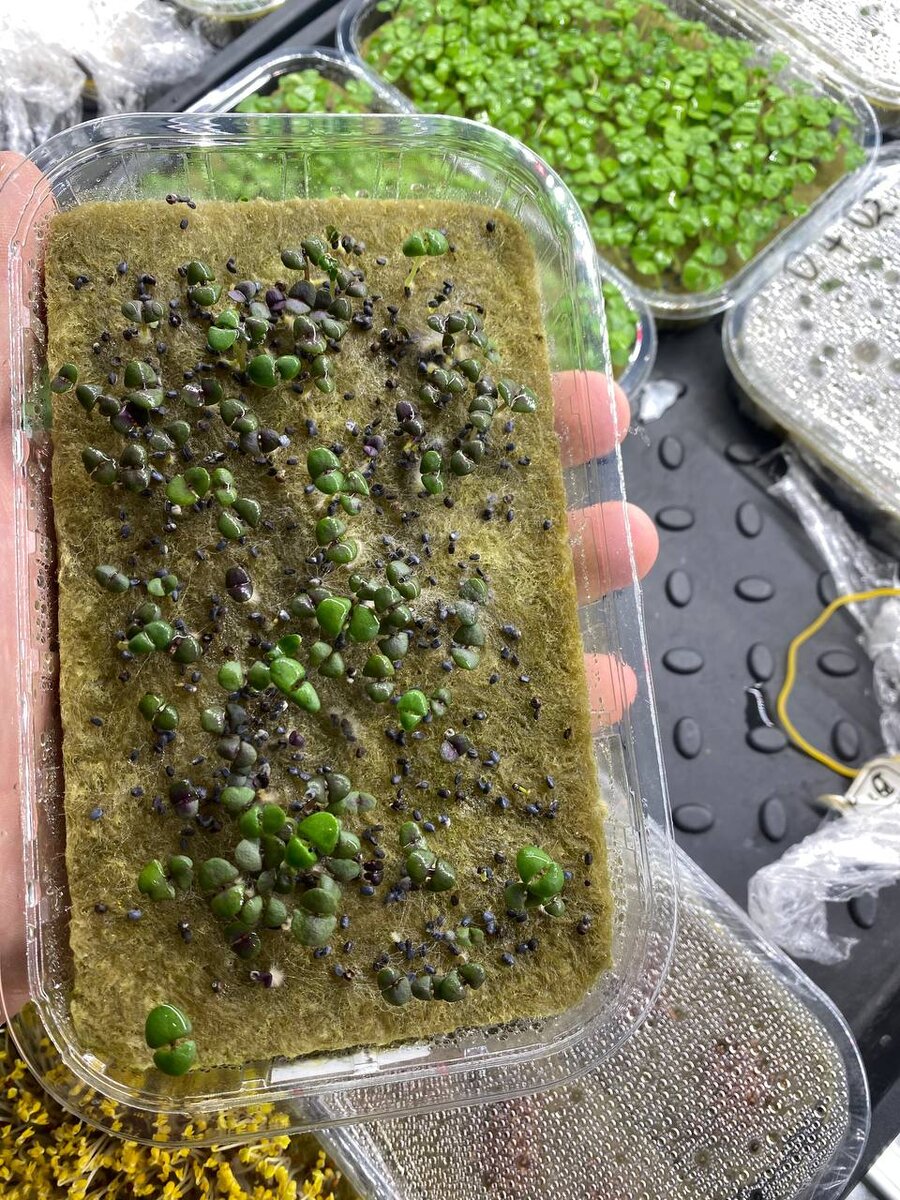 Вот такая неприятность может приключится, если не соблюдать стерильность.