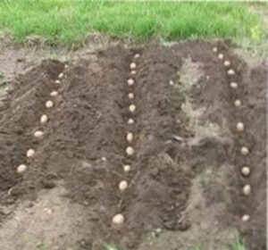 как посадить картофель под солому