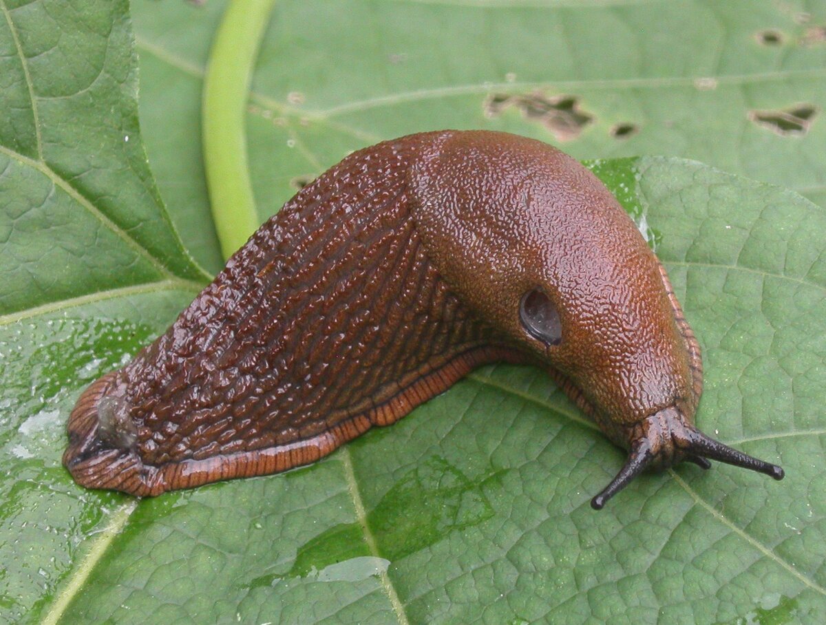 СЛИЗЕНЬ Arion lusitanicus. Arion lusitanicus слизняки. СЛИЗЕНЬ полевой сетчатый. . Рыжий СЛИЗЕНЬ (Arion lusitanicus). Улитка без панциря