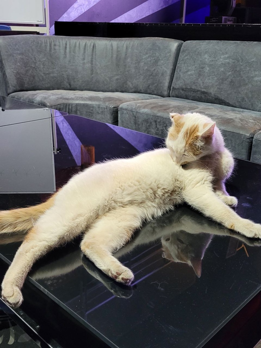 Кот Китайского культурного центра.