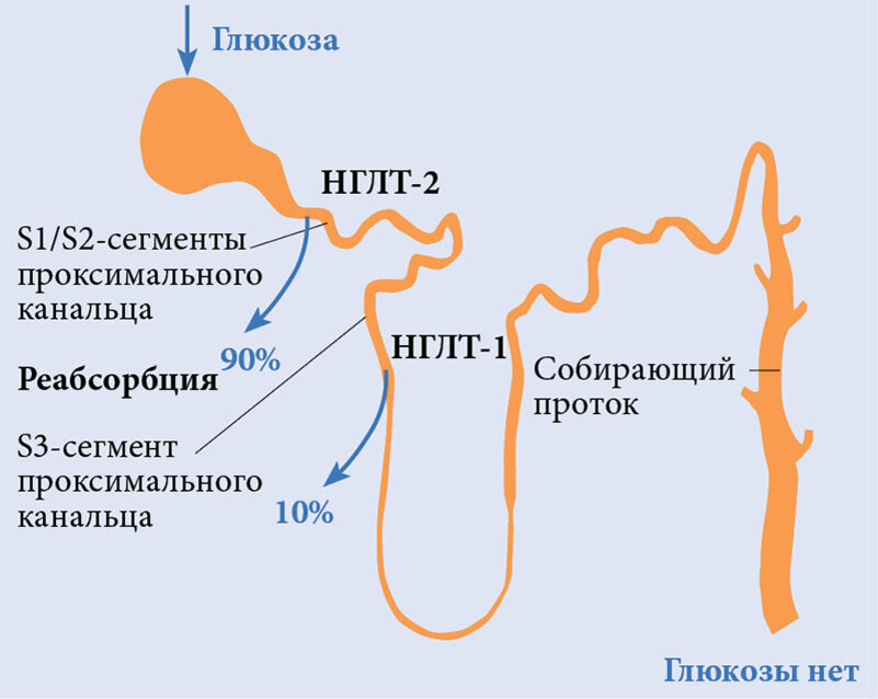 Эти процессы происходят в почках