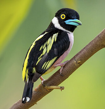 Чёрно-жёлтый рогоклюв