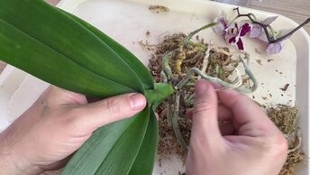гниющую орхидею СПАСЕТ МАКСИМ если правильно его применять