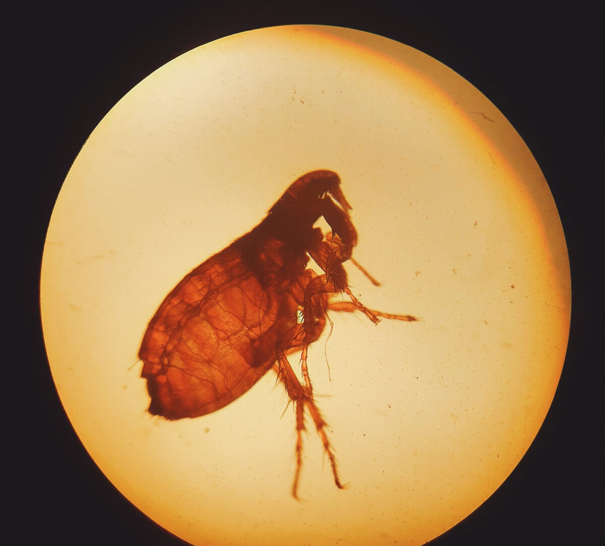 Блошиный аллергический дерматит | КорВетЦентр | Дзен