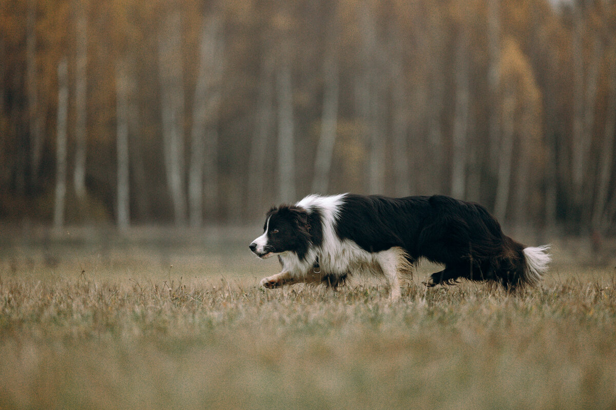 бордер колли Скай.