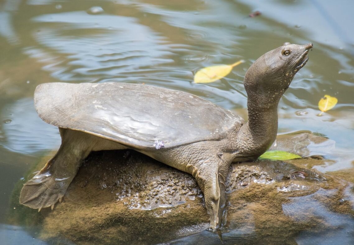 Китайский трионикс 
Источник: https://catfishes.ru/kitajskij-trioniks/