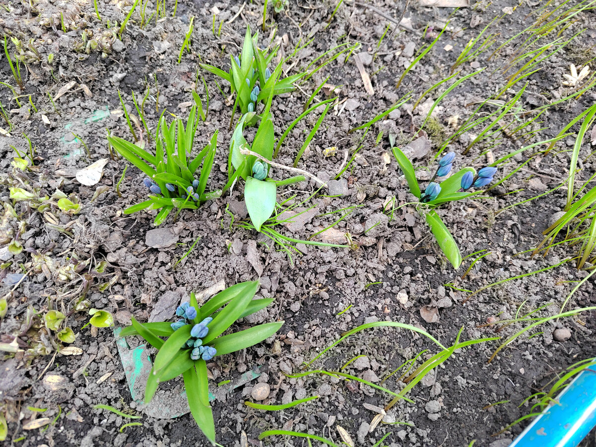 Scilla Spring Beauty, 10 апреля 2023, Рязанская область