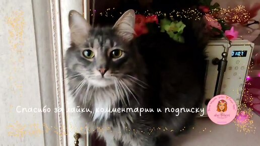 🌱 А ваши котики тоже бегут за лаской, стоит их только позвать? 💐🔥 Котиков 15, а рук всего две 👀