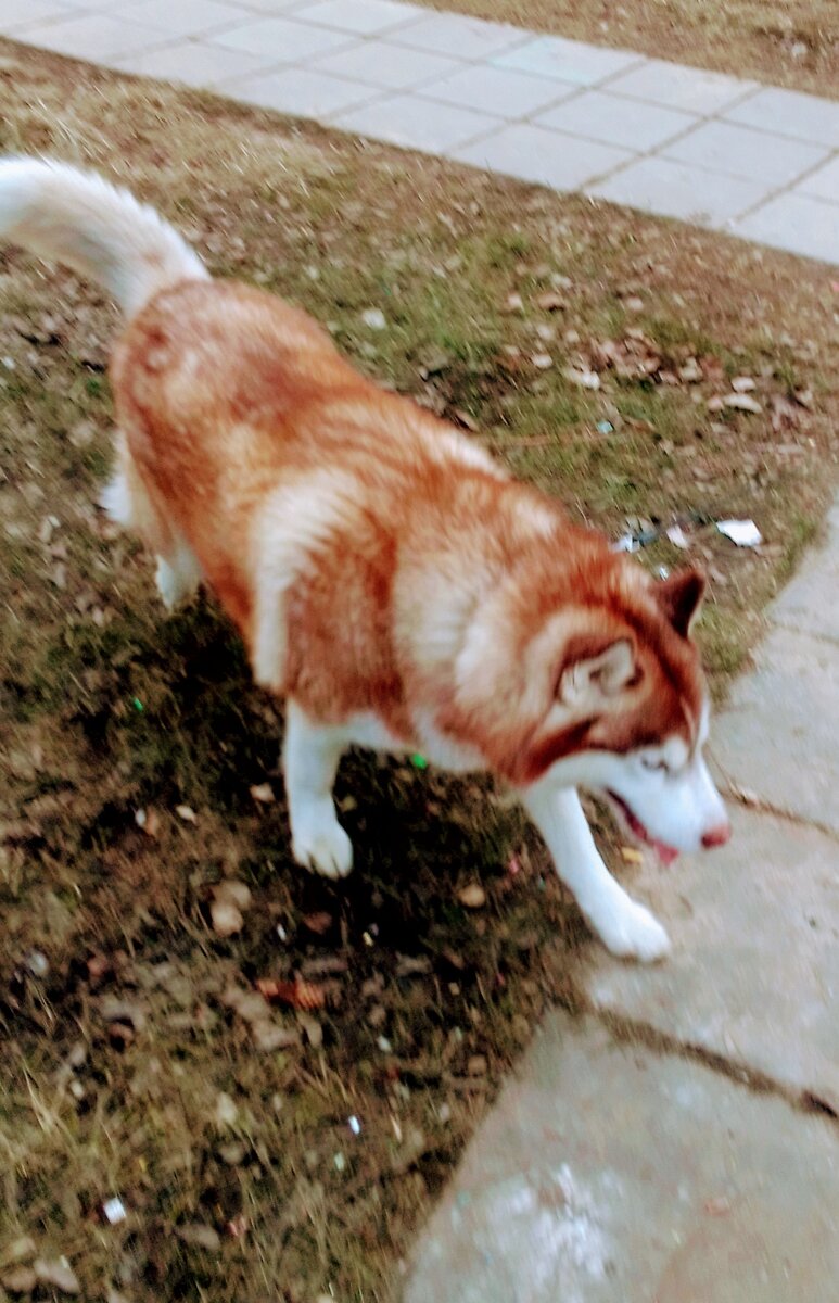 Вдруг из дома, с которым он поравнялся,перепрыгнув небольшой зелёный забор, выбежала огромная, лохматая похожая на льва кавказская овчарка... Фото к рассказу "Япончик" книги "Командоры" Автор рассказа и фото В.А.Галашевский 19 апреля 2023 г.