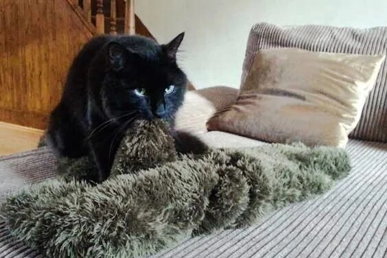 Сосание шерсти -фото из открытого источника