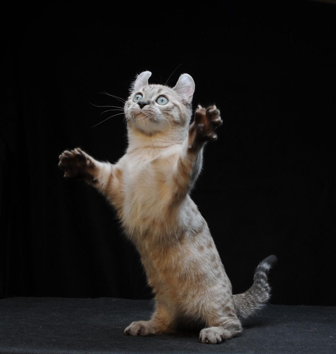 Удивительные кошки кинкалоу: их особенности и повадки