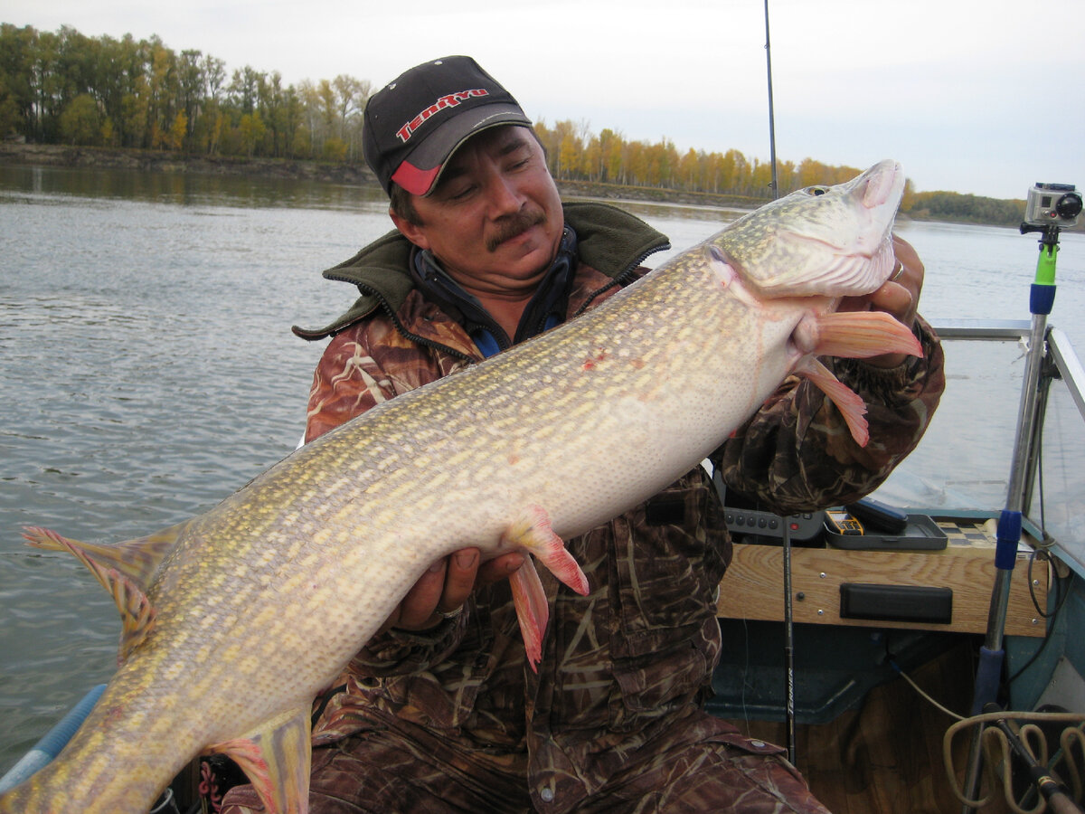Не дать щуке сделать свечку, также уменьшает процент сходов. Фото автора Калачева А.В.