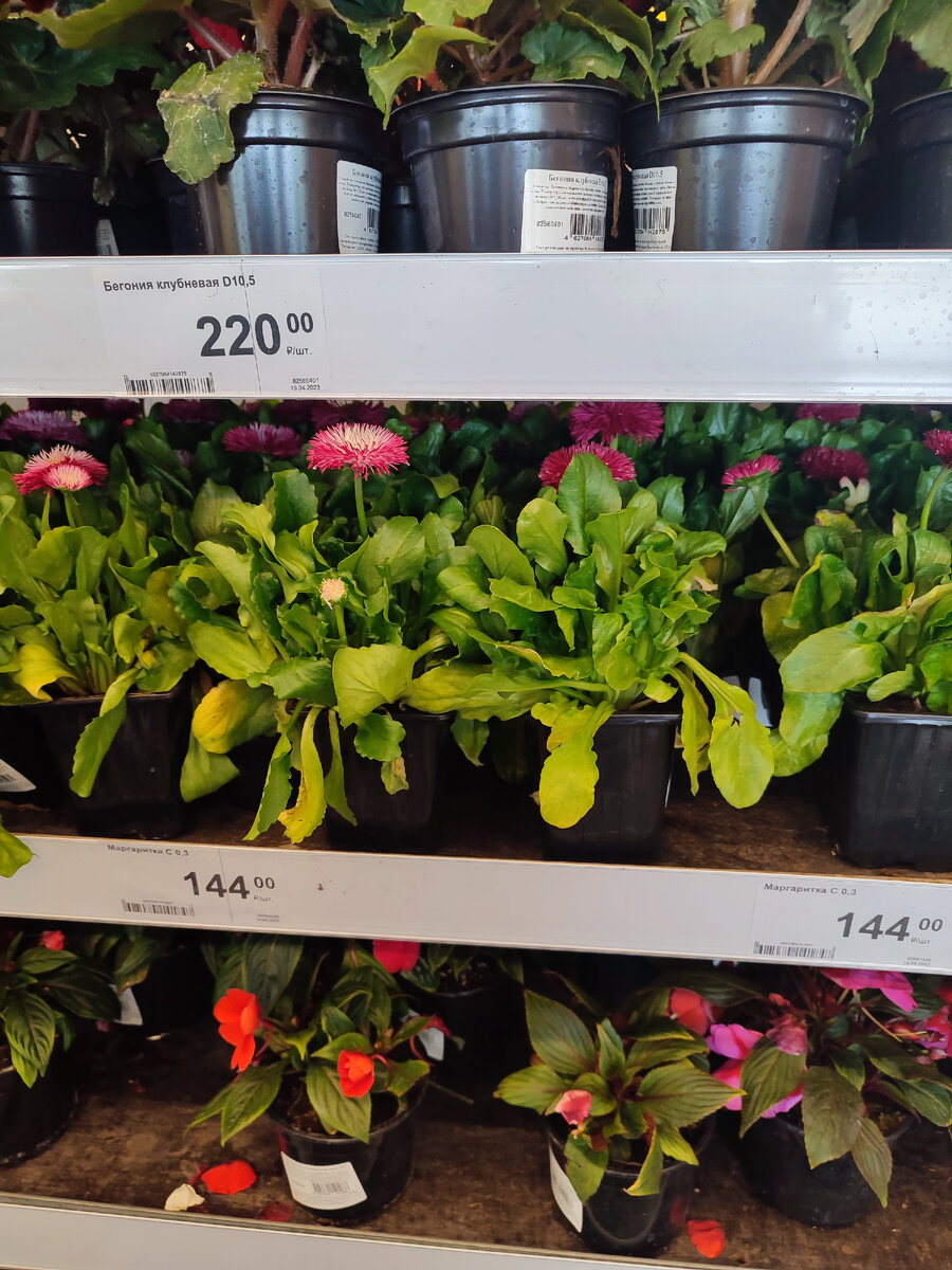 Маргаритка, цена за 1 шт