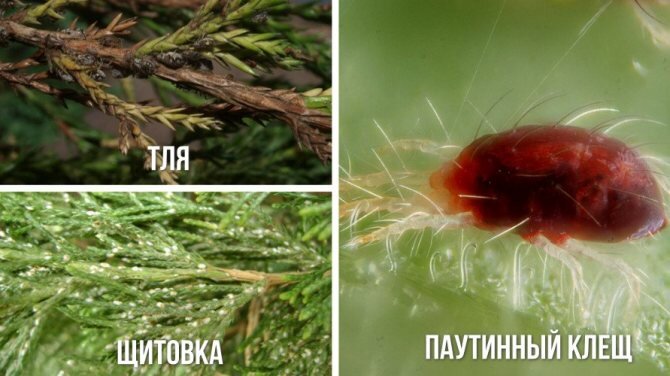 Как выглядит паутинный клещ на туях