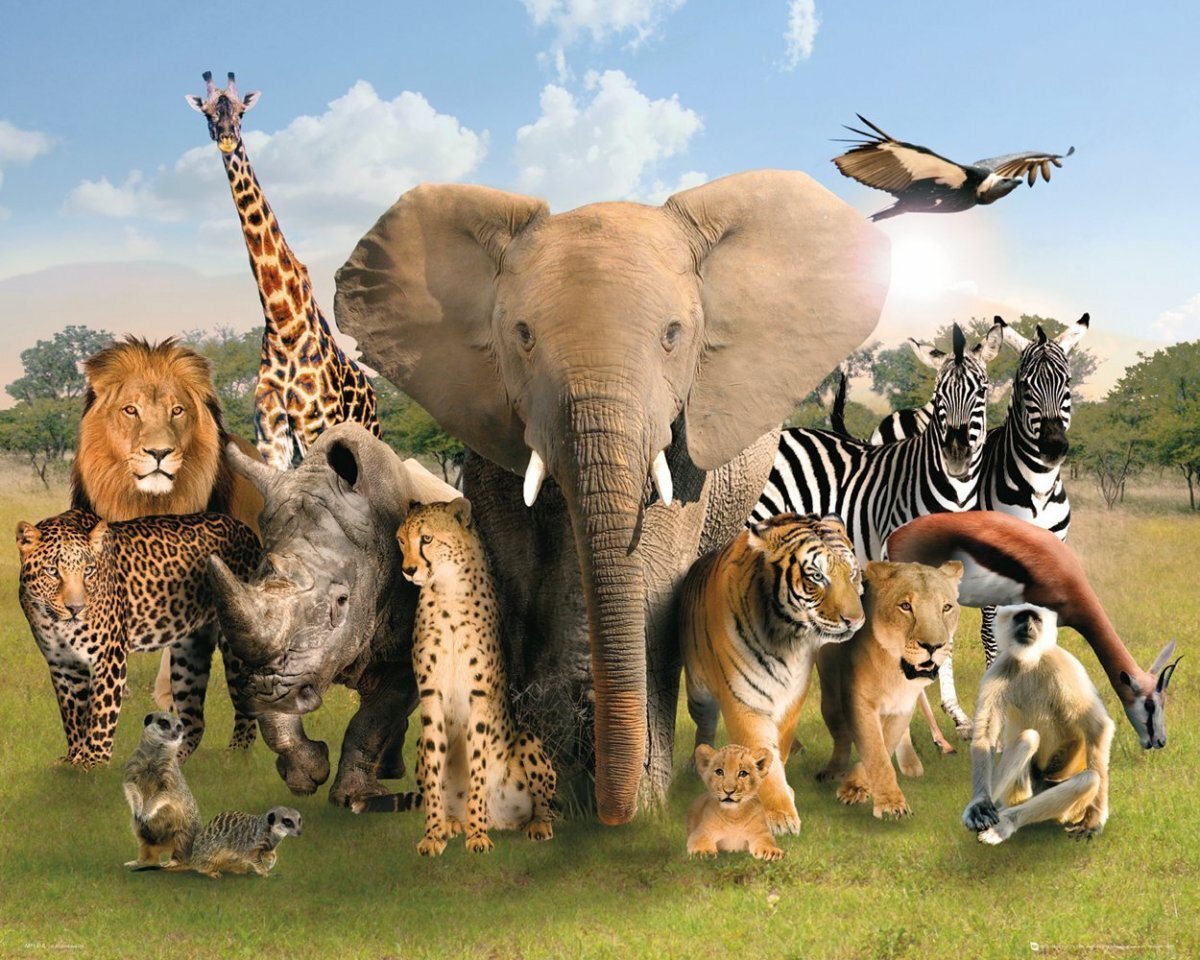 Животные Африки вместе