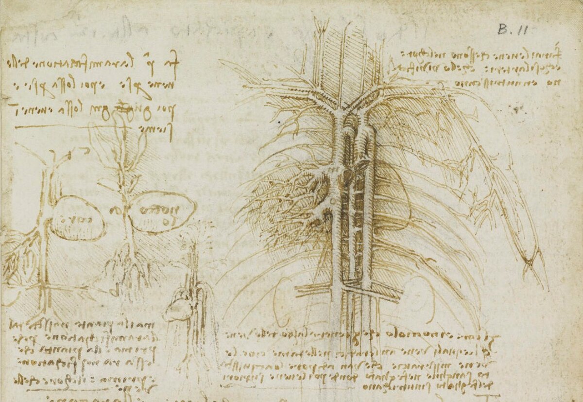 Леонардо да Винчи. «Сердце в сравнении с семенем», около 1508 года, Британская королевская коллекция, Лондон © Public Domain