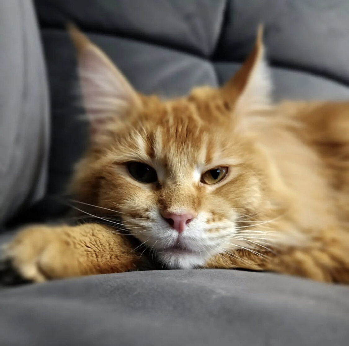 Тут Симбе 1 годик