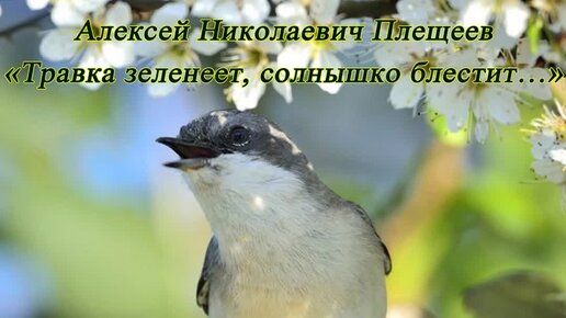 Видео мальчика травка зеленеет солнышко. Плещеев травка зеленеет. Травка зеленеет солнышко блестит Ласточка. Травка зеленеет солнышко блестит Ласточка с весною в сени к нам летит. А Н Плещеев травка зеленеет солнышко блестит.