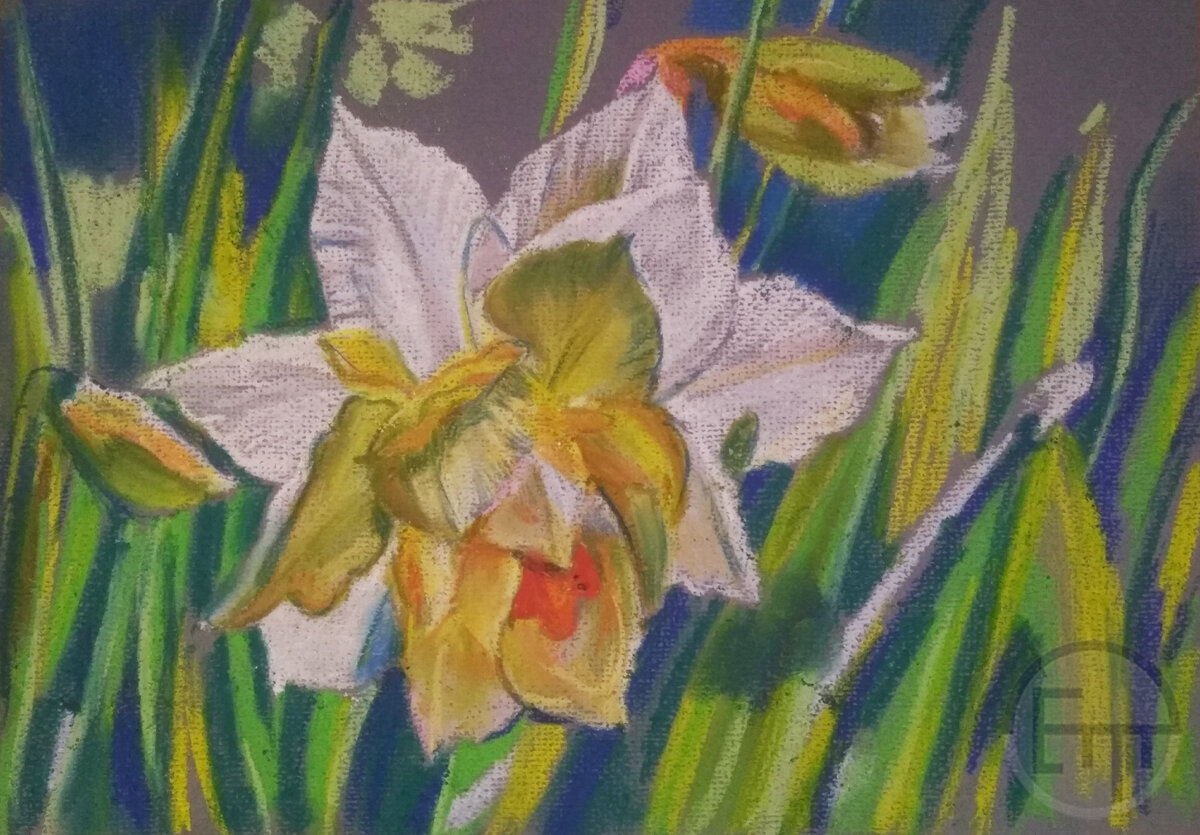 Художник Елена Тюрина. Процесс создания картины: "Махровый нарцисс". Стадия II . Сухая пастель. 2021 г. Размер: 21х29.7см.