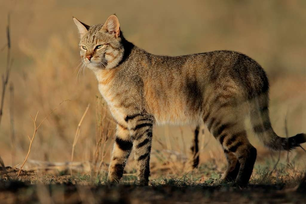 Раньше степного кота считали подвидом лесного кота. Но с 2017 года зверя выделили в отдельный вид.  