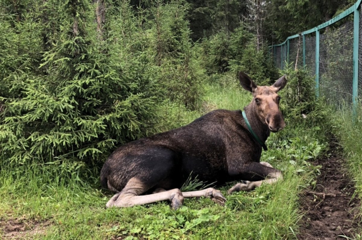    В Татарстане лось застрял между двумя зданиями