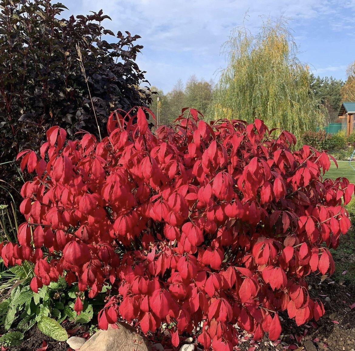 Сад Виктора Шешина. Продолжение прогулки | Гортензии, хвойные, ??любимый ...