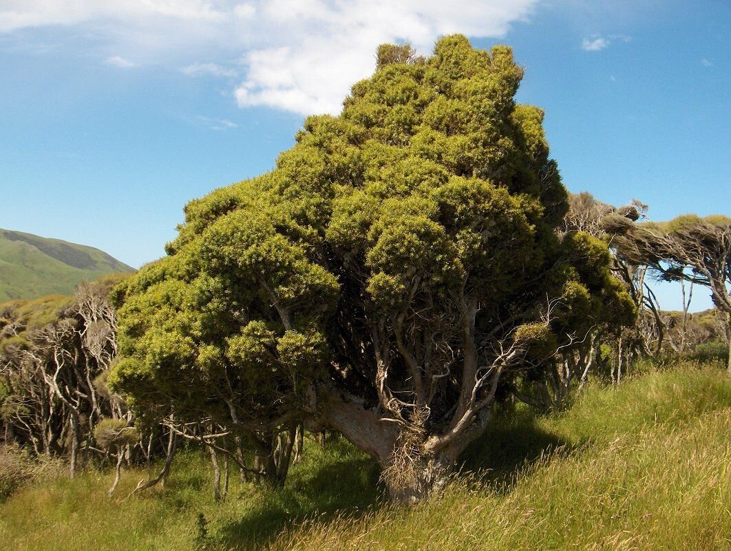 Ногоплодник тотара (Podocarpus totara) - это обычное растение в ландшафте Новой Зеландии.