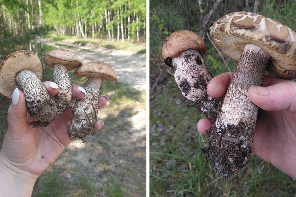 Снимок из группы Грибные войска Беларуси