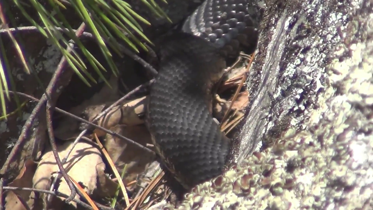 ГАДЮКА ОБЫКНОВЕННАЯ (Vipera berus) - Фауна Беларуси