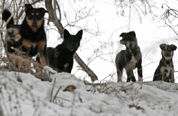 Фото: РИА Новости/Илья Наймушин