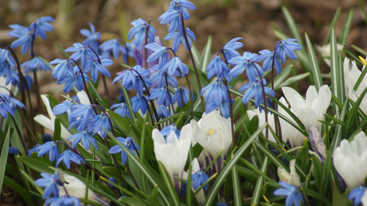 Вот и всё, что цветёт