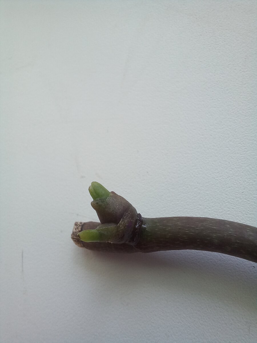 1 детка от 31 января 