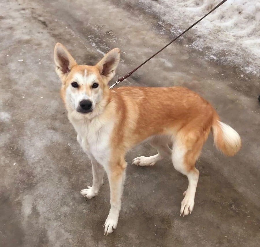    Волонтеры привезли Лису и еще нескольких щенят из Астраханской области в Нижний Новгород весной 2022 года Арина Полтанова