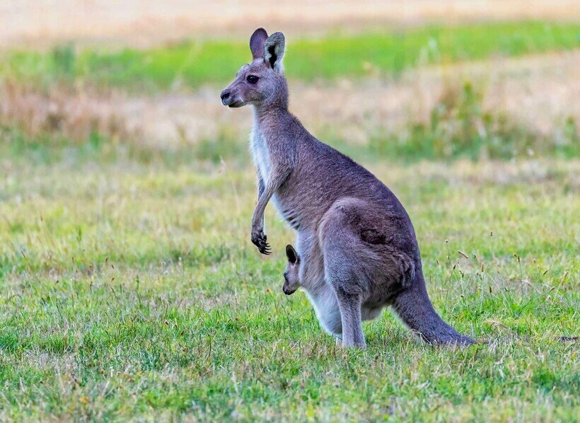    Фото: animalhype.com