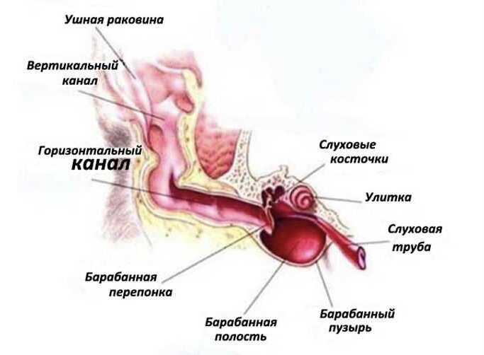 Как выглядит кошачье ухо внутри