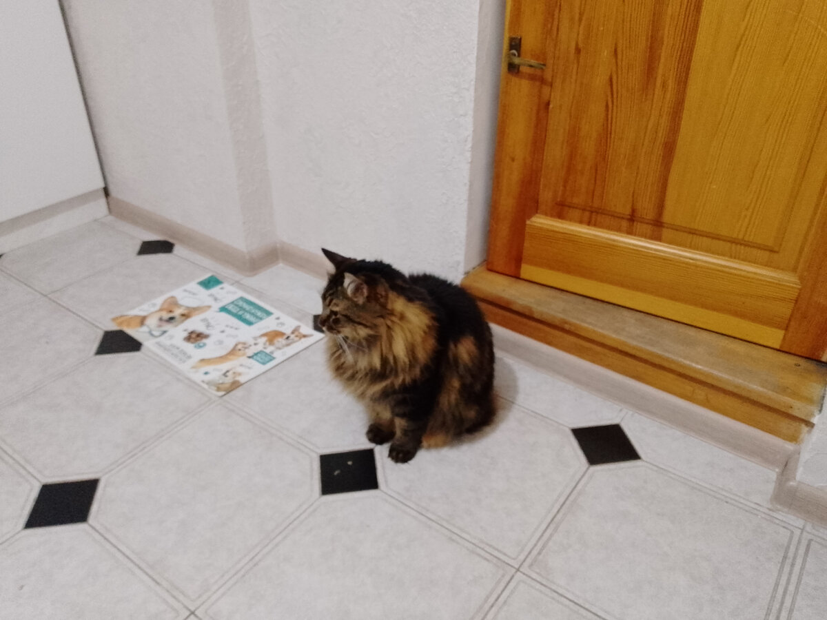 Котофей Кузя голодает